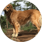 Golden retriever standing on a dirt path in a forest with tall pine trees.
