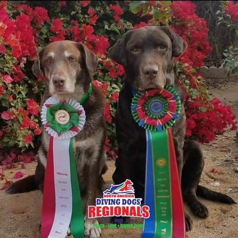 Two chocolate Labradors wearing North America Diving Dogs Regionals award ribbons before pink flowers.